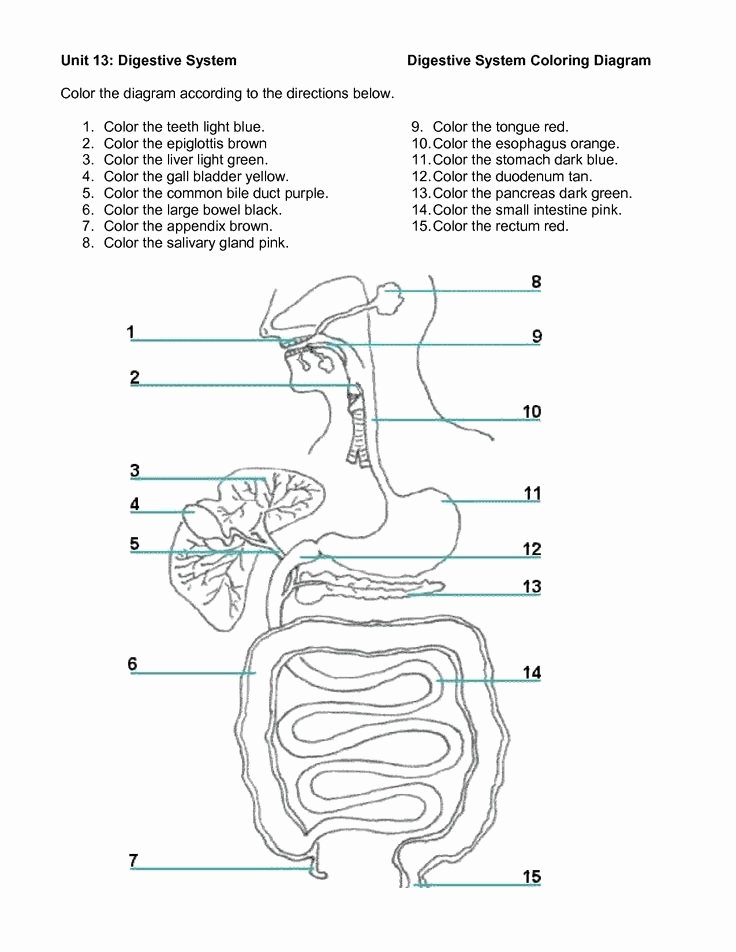 Digestive System Worksheet Answers Awesome 1000 Images About Human Body Science On Pinterest