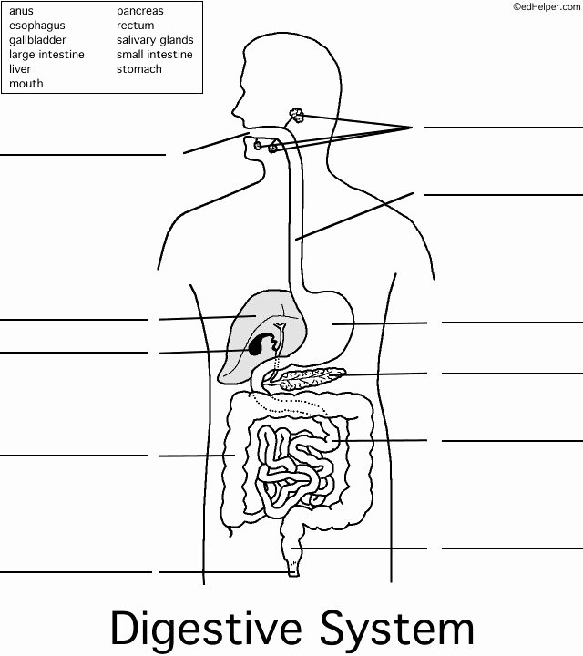 Digestive System Worksheet Answers Awesome 15 Best Digestive System Images On Pinterest