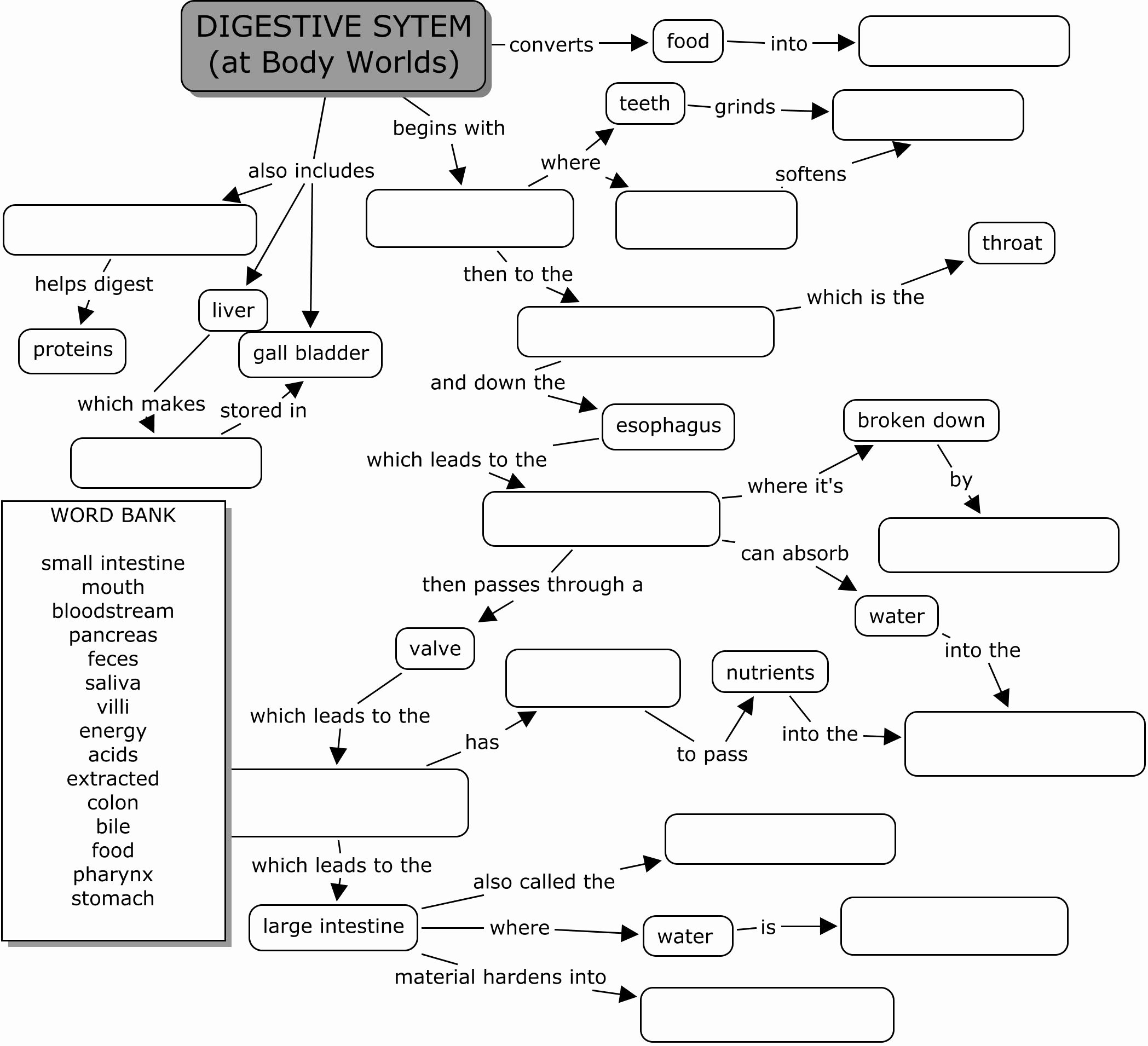 Digestive System Worksheet Answers Beautiful Body World Digestive System Science Class