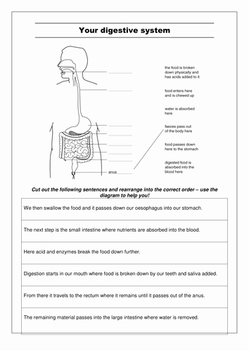 Digestive System Worksheet Answers Beautiful Digestion and Differentiated Ws Updated by Sea