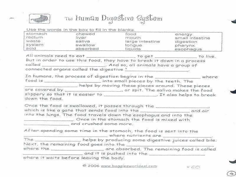 Digestive System Worksheet Answers Beautiful Digestion Worksheet Answers Free Printable Worksheets