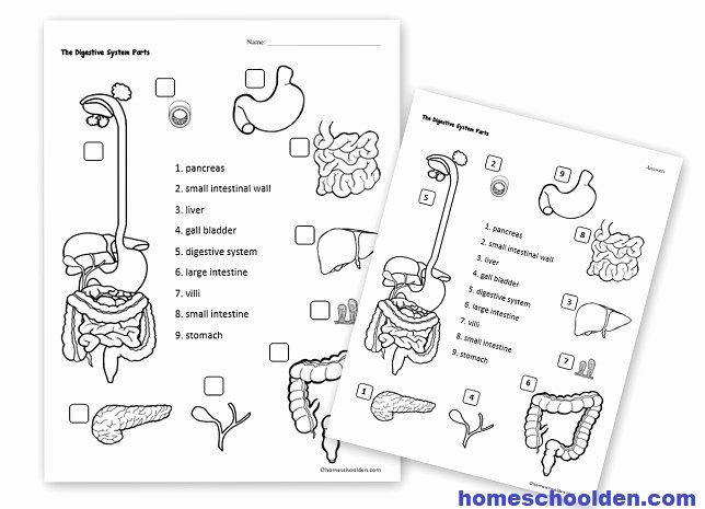 Digestive System Worksheet Answers Beautiful Human Body Activities Digestive System Homeschool Den