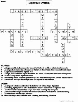 Digestive System Worksheet Answers Best Of Digestive System Worksheet Crossword Puzzle by Science