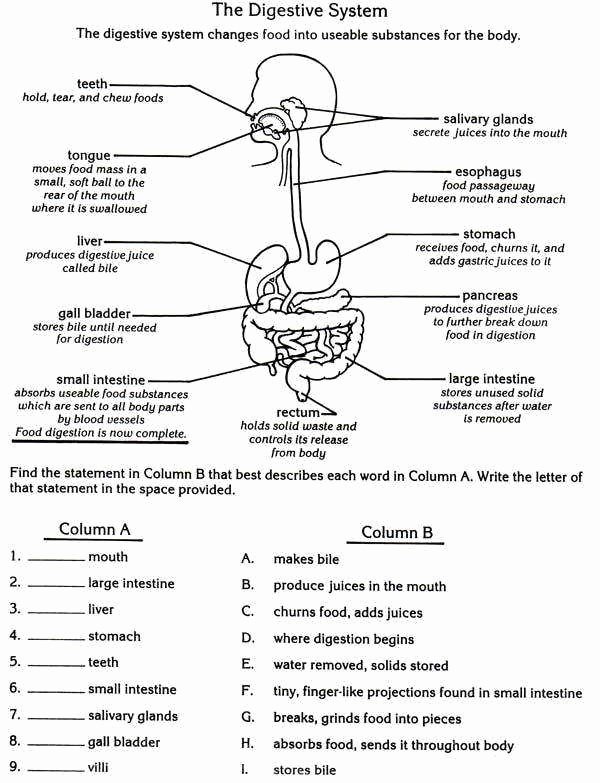 Digestive System Worksheet Answers Elegant Digestive System Worksheet