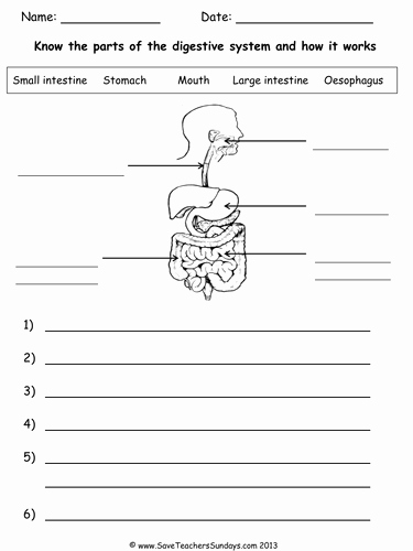 Digestive System Worksheet Answers Fresh Digestive System Ks2 Lesson Plan and Worksheet by