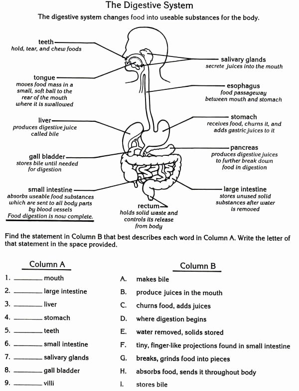 50 Digestive System Worksheet Answers