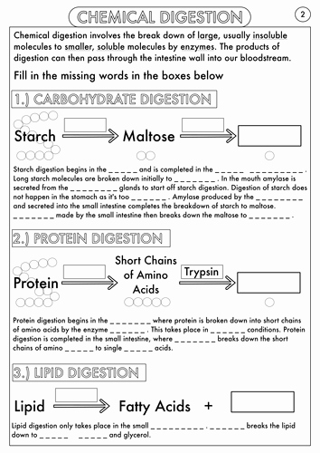 Digestive System Worksheet Answers Fresh Fresh Lettuce Biology Resources Teaching Resources Tes