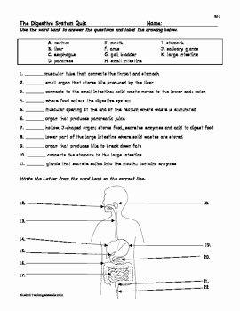 Digestive System Worksheet Answers Inspirational Digestion Digestive System by Bluebird Teaching