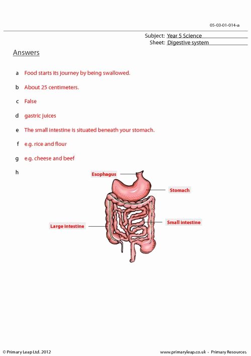 Digestive System Worksheet Answers Lovely Digestive System