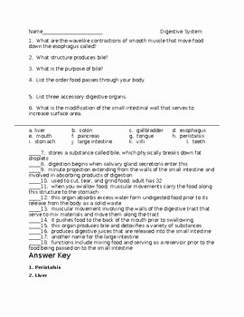 Digestive System Worksheet Answers Lovely Digestive System Worksheet by the Lab assistants