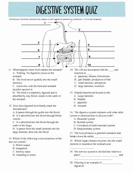 Digestive System Worksheet Answers New 20 Question Digestive System Quiz by Ohmyscienceteacher