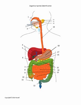 Digestive System Worksheet Answers New Digestive System organ Identification Quiz or Worksheet