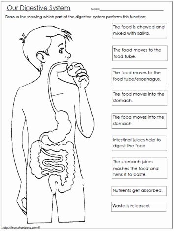 Digestive System Worksheet Answers New Digestive System Worksheet Cc C3