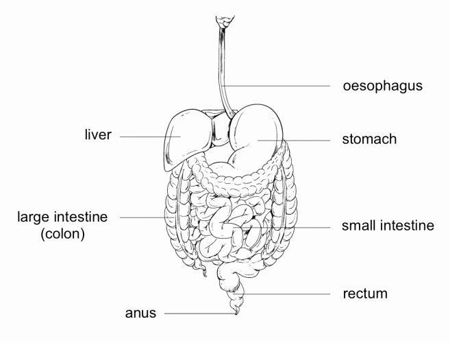 50 Digestive System Worksheet Answers