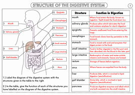 Digestive System Worksheet Answers Unique Gcse Biology Digestion topic Resource Pack Updated by