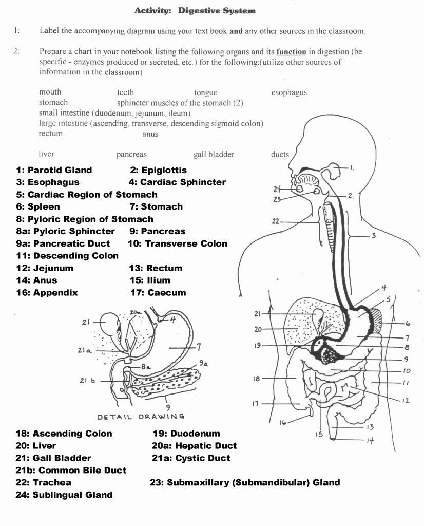 Digestive System Worksheet High School Awesome Human Anatomy Labeling Worksheets Digestive System