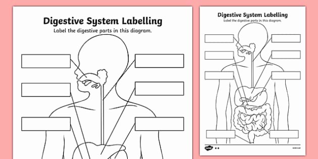 Digestive System Worksheet High School Awesome Label the Digestive System Worksheet Science Resource