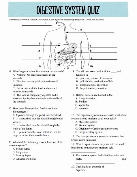 Digestive System Worksheet High School Awesome Oh My Science Teacher Digestive System Quiz