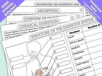 Digestive System Worksheet High School Beautiful High School Biology Digestion and Absorption Worksheet