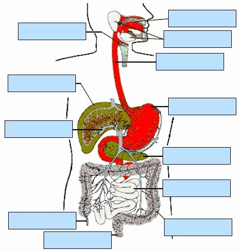 Digestive System Worksheet High School Fresh 8 Best Digestive System Images On Pinterest