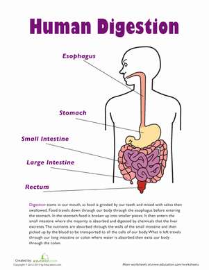 Digestive System Worksheet High School Fresh Human Digestion Worksheet