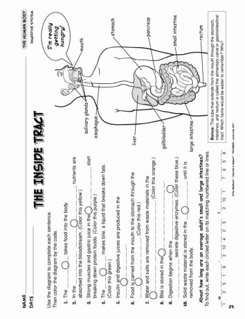 Digestive System Worksheet High School Fresh the Inside Tract Lesson Plans the Mailbox