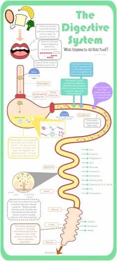 Digestive System Worksheet High School Inspirational Circulatory System the Mailbox and Worksheets On Pinterest