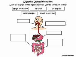Digestive System Worksheet High School Inspirational the Digestive System Powerpoint Presentation and