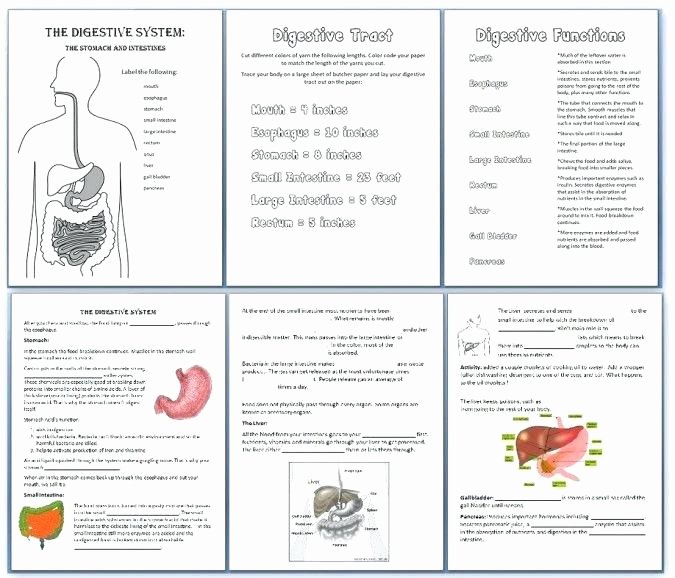 Digestive System Worksheet High School Lovely Body Systems Worksheets High School – Denthia