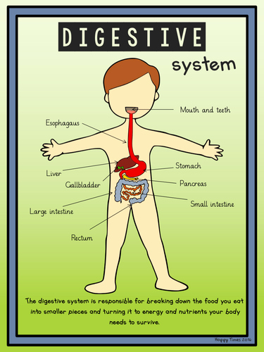 Digestive System Worksheet High School Lovely Digestive System Diagram Poster and Activity by Hoppytimes