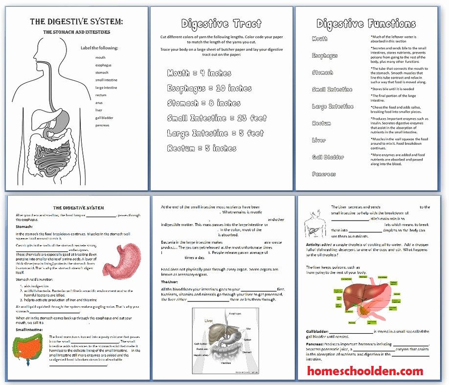Digestive System Worksheet High School Lovely Digestive System Hands Activities Esophagus Stomach