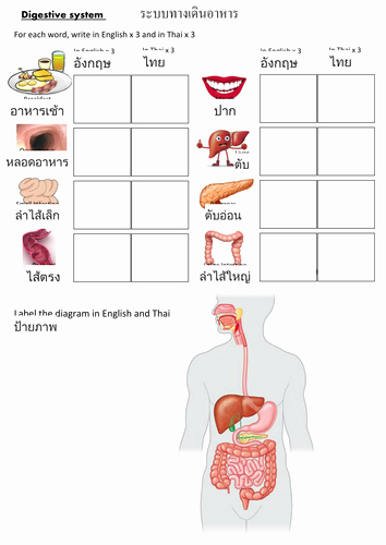Digestive System Worksheet High School Lovely Eal Digestive System Worksheet In Thai Ks3 by Cathfibo