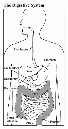 Digestive System Worksheet High School Luxury Digestive System Facts