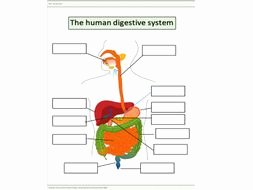 Digestive System Worksheet High School Luxury the Human Digestive System Worksheet by Mr Science