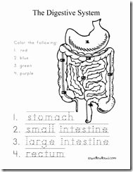 Digestive System Worksheet High School New Homeschool Anatomy On Pinterest