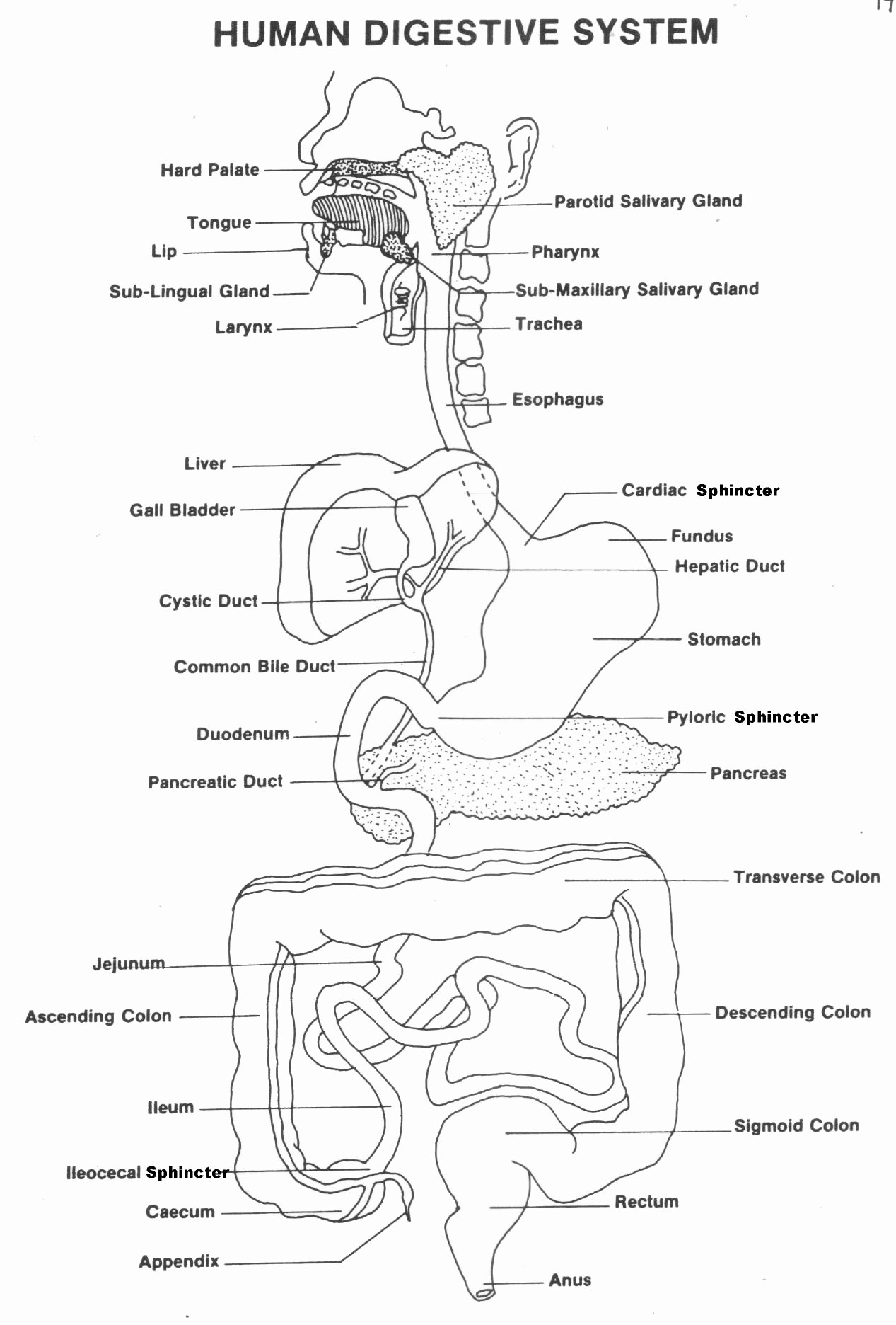 Digestive System Worksheet High School New Picture Of Parts Of Human Digestive System Human Digestive