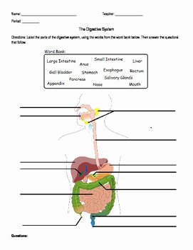 Digestive System Worksheet High School Unique Digestive System Labeling Worksheet by Amanda Behen