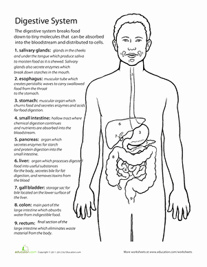 Digestive System Worksheet High School Unique Inside Out Anatomy the Digestive System