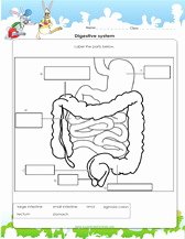 Digestive System Worksheet Pdf Awesome 1st Grade Science Worksheets for Kids Pdf