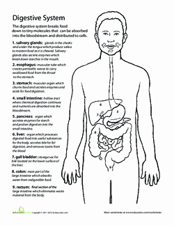 Digestive System Worksheet Pdf Beautiful All About the Digestive System Lesson Plan