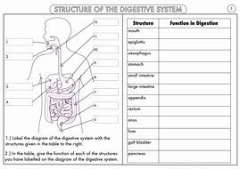 Digestive System Worksheet Pdf Beautiful Gcse Biology Digestion topic Resource Pack Updated