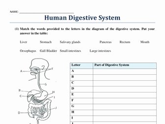 Digestive System Worksheet Pdf Beautiful Worksheet Digestive System the Best Worksheets Image