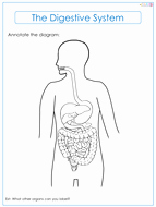 Digestive System Worksheet Pdf Best Of Digestive System Label Worksheets by