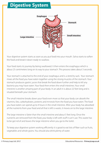 Digestive System Worksheet Pdf Best Of Prehension the Digestive System by Loulabell86