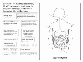 Digestive System Worksheet Pdf Fresh Digestive System Diagram by Brighteyed for Science