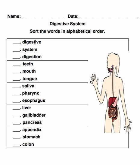 Digestive System Worksheet Pdf Lovely Abc sort tool Create Custom Alphabetical order