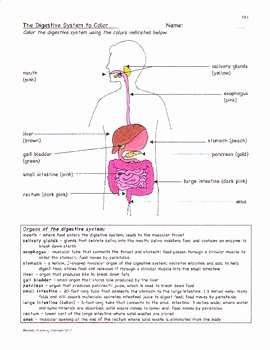 Digestive System Worksheet Pdf Lovely Digestion Digestive System Facts Color Worksheet