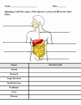 Digestive System Worksheet Pdf Luxury Digestive System Diagram by Paul C