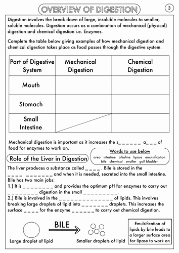 Digestive System Worksheet Pdf New Gcse Digestion topic Resource Pack by Beckystoke