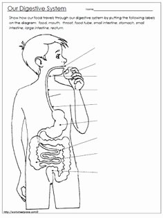 Digestive System Worksheet Pdf New Great Worksheets and Lessons but Only A Few are Free Must